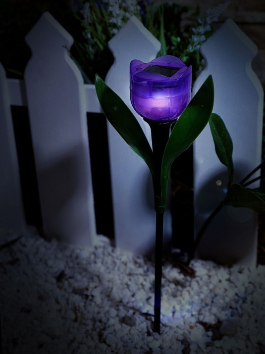USL-C-453/PT305 PURPLE TULIP_